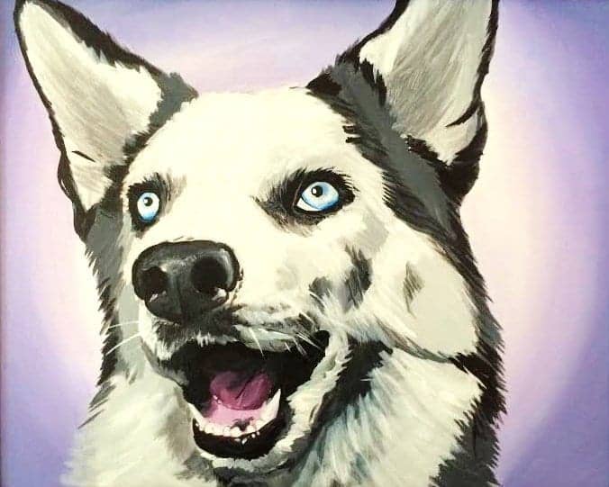 Siberian Husky - Dog breed